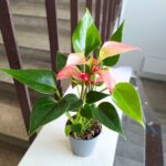 Anthurium matata PINK / Anturium różowe - obrazek 3