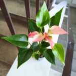 Anthurium matata PINK / Anturium różowe - obrazek 4