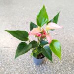 Anthurium matata PINK / Anturium różowe - obrazek 6