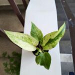 Anthurium / Anturium Renaissance Variegata - obrazek 8