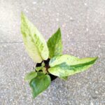 Anthurium / Anturium Renaissance Variegata - obrazek 7