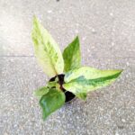 Anthurium / Anturium Renaissance Variegata - obrazek 4