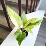 Anthurium / Anturium Renaissance Variegata - obrazek 9