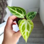 Anthurium Silver Blush / Anturium - obrazek 9