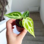 Anthurium Silver Blush / Anturium - obrazek 5