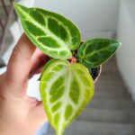 Anthurium Silver Blush / Anturium - obrazek 4