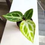 Anthurium Silver Blush / Anturium - obrazek 6