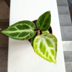 Anthurium Silver Blush / Anturium - obrazek 7