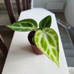 Anthurium Silver Blush / Anturium - obrazek 8