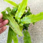 Asplenium phyllitis scolopendrium - niesamowite liście z prążkami paproć