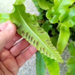 Asplenium phyllitis scolopendrium - niesamowite liście z prążkami paproć - obrazek 6