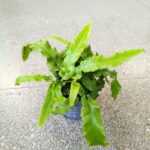 Asplenium phyllitis scolopendrium - niesamowite liście z prążkami paproć - obrazek 5