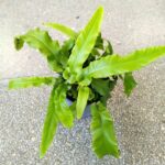 Asplenium phyllitis scolopendrium - niesamowite liście z prążkami paproć - obrazek 4