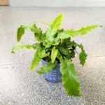 Asplenium phyllitis scolopendrium - niesamowite liście z prążkami paproć - obrazek 3