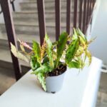 Begonia Amphioxus - obrazek 6