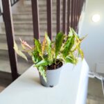 Begonia Amphioxus - obrazek 7