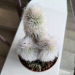 Cleistocactus Strausii - małpie ogony / kaktusy - obrazek 2