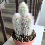 Cleistocactus Strausii - małpie ogony / kaktusy