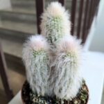 Cleistocactus Strausii - małpie ogony / kaktusy - obrazek 4