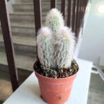 Cleistocactus Strausii - małpie ogony / kaktusy - obrazek 3