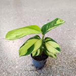 Ctenanthe Lubbersiana S - obrazek 4