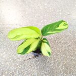 Ctenanthe Lubbersiana S - obrazek 5