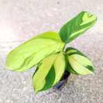 Ctenanthe Lubbersiana S