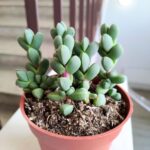 Delosperma Lehmannii sukulent