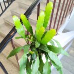 Epiphyllum fruhlings Gold DUŻE L - obrazek 3