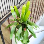 Epiphyllum fruhlings Gold DUŻE L - obrazek 7