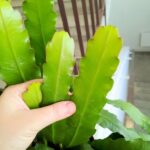 Epiphyllum fruhlings Gold DUŻE L - obrazek 6