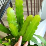 Epiphyllum fruhlings Gold DUŻE L - obrazek 5