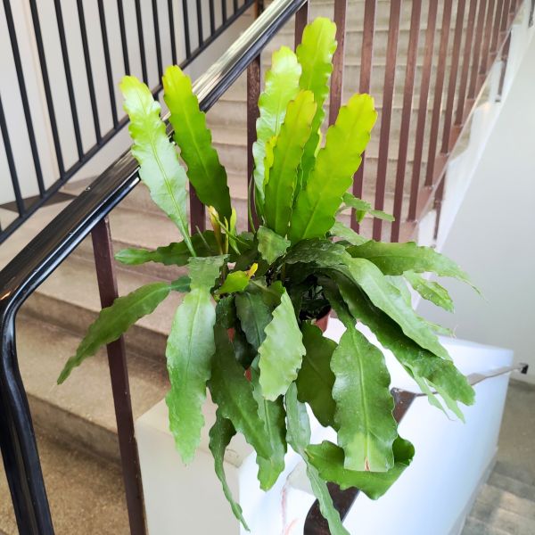 epiphyllum fruhlings gold (9) Epiphyllum fruhlings Gold DUŻE L - obrazek 1