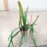 Epiphyllum ackermani Red Lip - kwitnie na czerwono