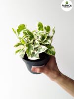 Epipremnum aureum N'Joy M - obrazek 14