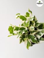 Epipremnum aureum N'Joy M - obrazek 15