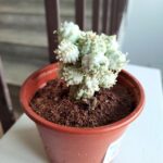 Euphorbia mammillaris Variegata - kaktus albinos - maluch - obrazek 7
