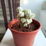 Euphorbia mammillaris Variegata - kaktus albinos - maluch - obrazek 6