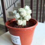 Euphorbia mammillaris Variegata - kaktus albinos - maluch - obrazek 5