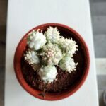 Euphorbia mammillaris Variegata - kaktus albinos - maluch - obrazek 4