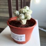 Euphorbia mammillaris Variegata - kaktus albinos - maluch - obrazek 3