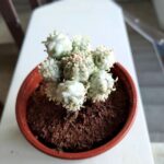 Euphorbia mammillaris Variegata - kaktus albinos - maluch - obrazek 2