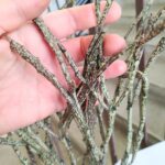 Euphorbia platyclada - duża L - obrazek 2