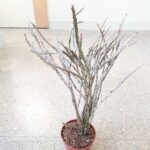 Euphorbia platyclada - duża L