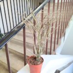 Euphorbia platyclada - duża L - obrazek 5