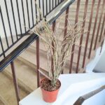 Euphorbia platyclada - duża L - obrazek 4