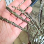 Euphorbia platyclada - duża L - obrazek 3