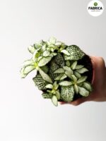 Fittonia White Forest Flame - obrazek 2