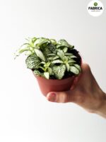 Fittonia White Forest Flame - obrazek 4