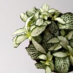 Fittonia White Forest Flame